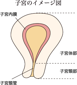 子宮のイメージ図
